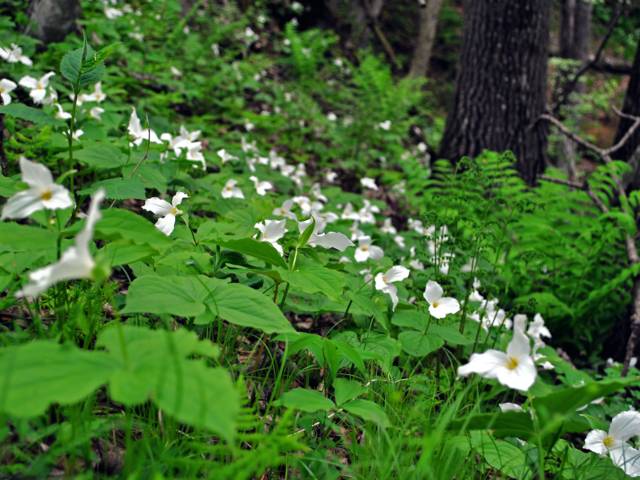 Trillium grandiflorum en sous-bois