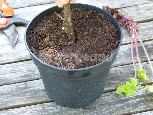 On pratique un trou au centre du pot