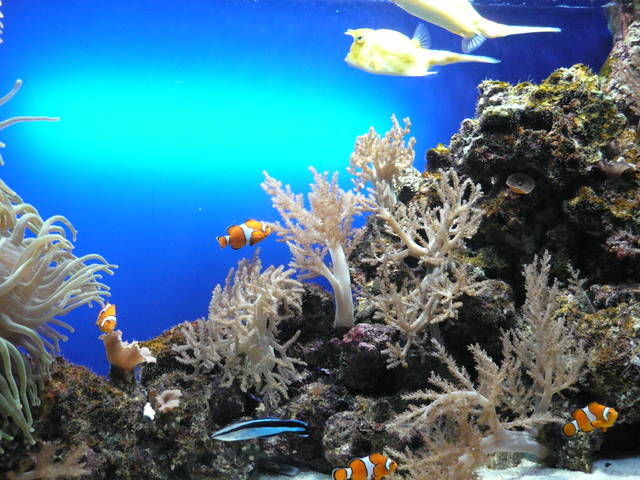 Un aquarium d'eau de mer : atouts et contraintes