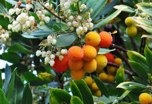 Arbousier (détail des fleurs et des fruits)