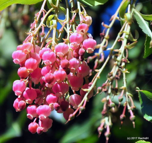 Arbutus unedo 'Rubra' (floraison)