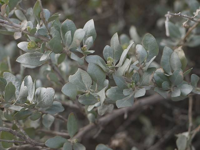 Atriplex halimus : feuillage