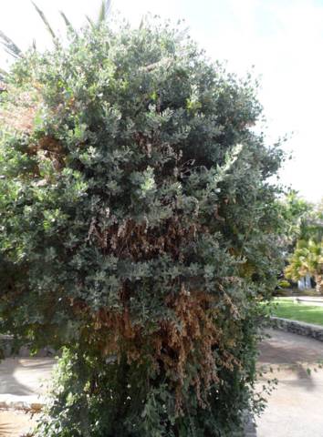 Atriplex halimus en haie