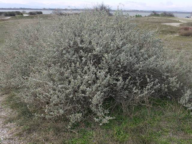Atriplex halimus