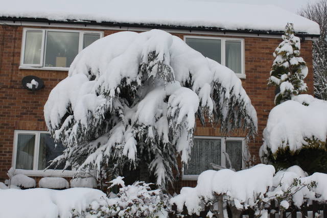 Conifères sous la neige