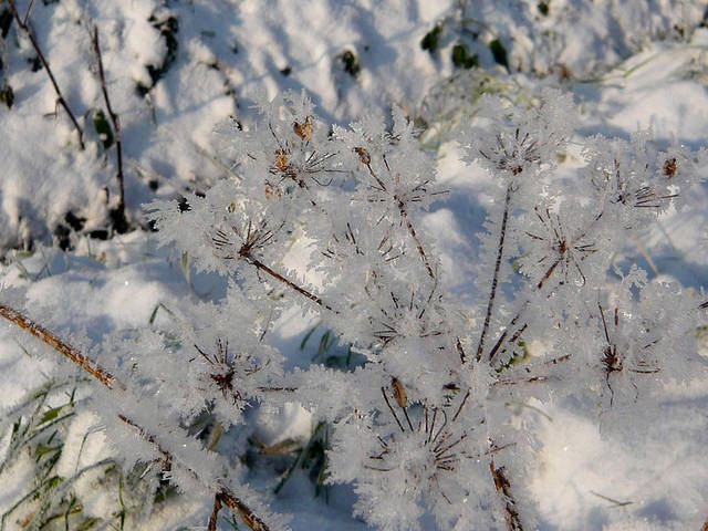 Neige et givre sur une ombellifère