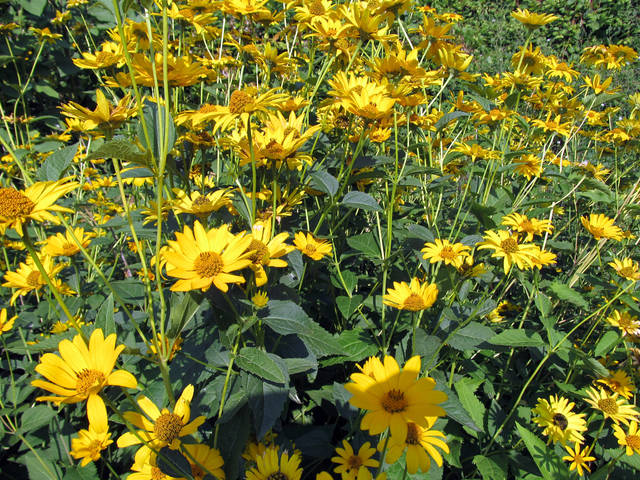 Heliopsis