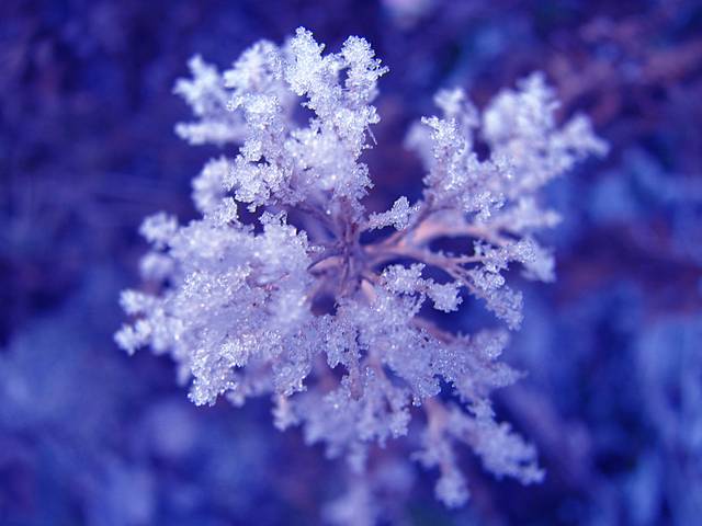 Inflorescence givrée