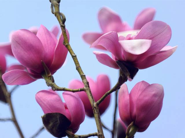 Magnolia étoile Magnolia Mini 40 Cm Pink-en soie fleurs 4 Styles