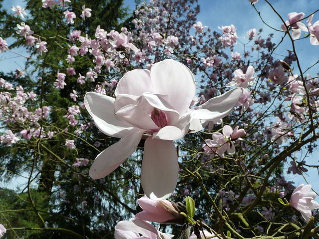 Magnolia dawsoniana 'Barbara Cook'