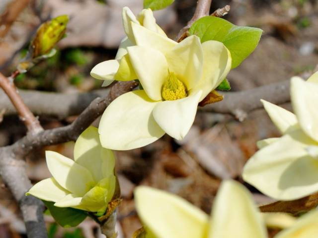 Magnolia jaune 'Golden Gift'