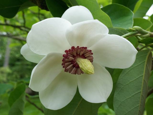 Magnolia sieboldii