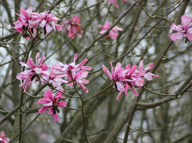 Magnolia étoile Magnolia Mini 40 Cm Pink-en soie fleurs 4 Styles