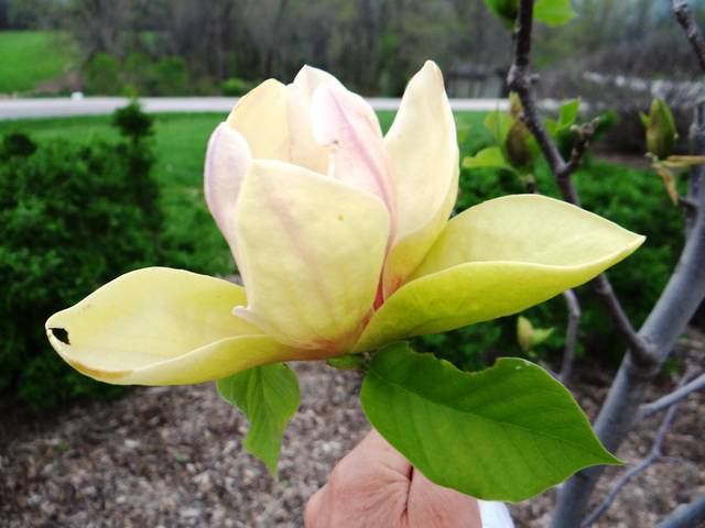 Magnolia 'Sunsation'