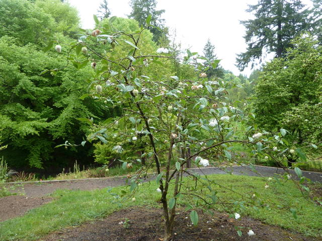 Magnolia wilsonii