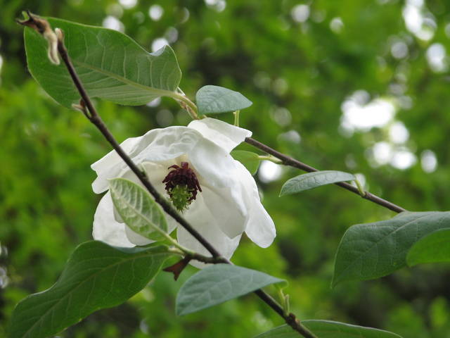 Magnolia wilsonii (à fleurs retombantes)