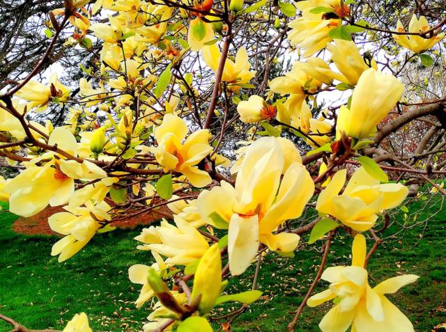 Magnolias hybrides à fleurs jaunes