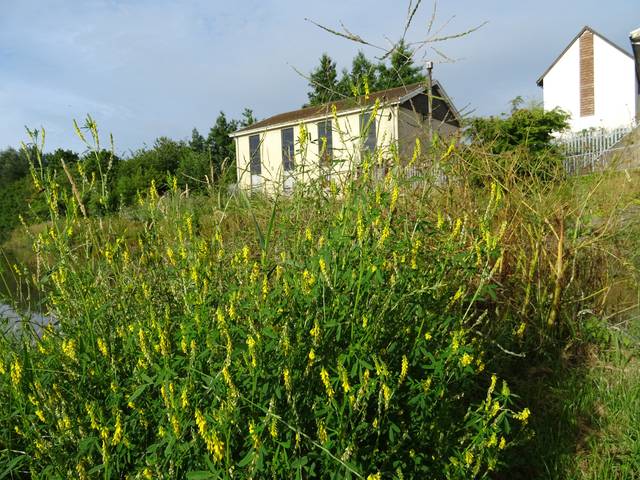 Mélilot jaune