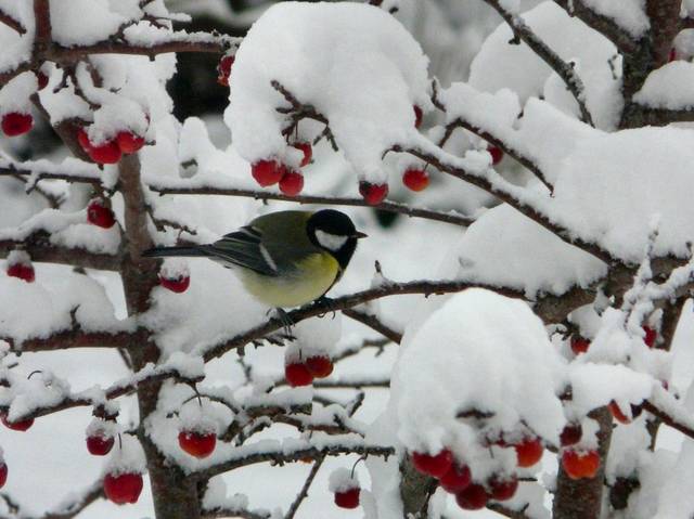 Mésange charbonnière sous la neige