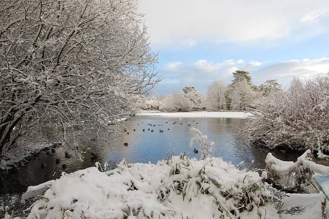 Etang sous la neige
