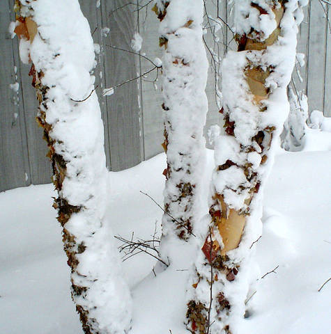 Troncs des bouleaux enneigés