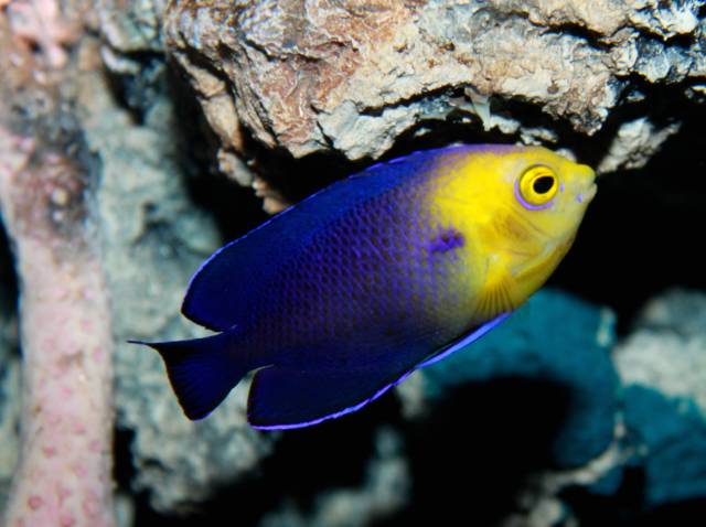 Top 10 des poissons d'eau de mer à élever en aquarium
