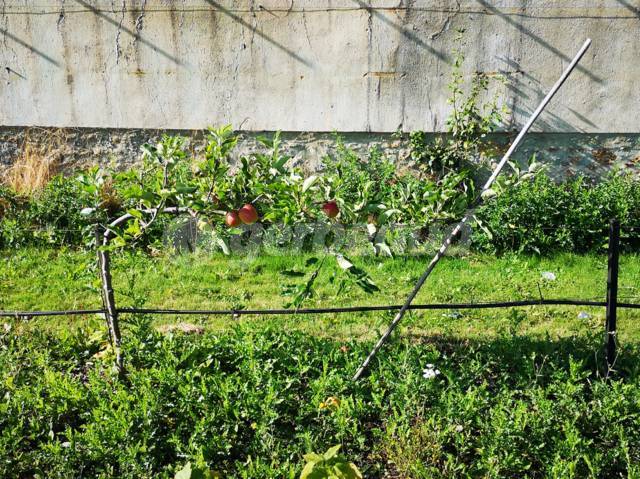 Pommier taillé en cordon à un bras