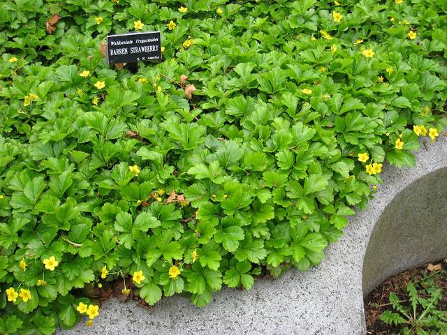 Waldsteinia fragarioides