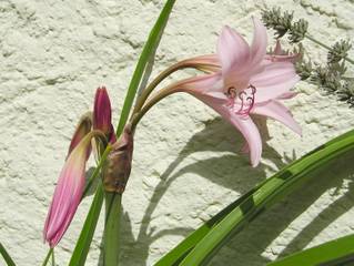 Bulbes de roses du désert,Plante herbacée vivace,Fleur ornementale