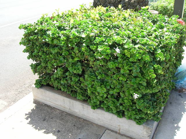 Carissa macrocarpa en haie bien taillée