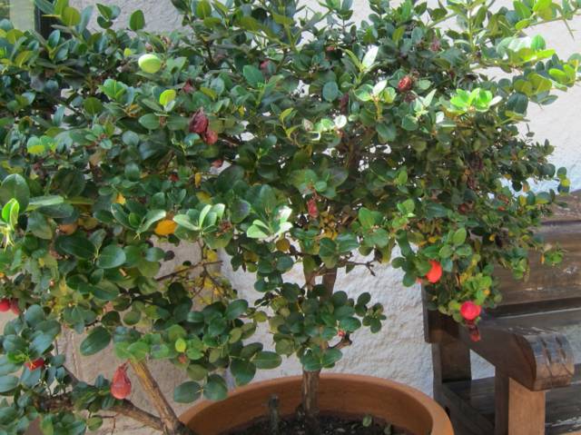 Carissa macrocarpa en pot