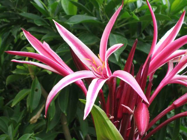 Crinum amabile