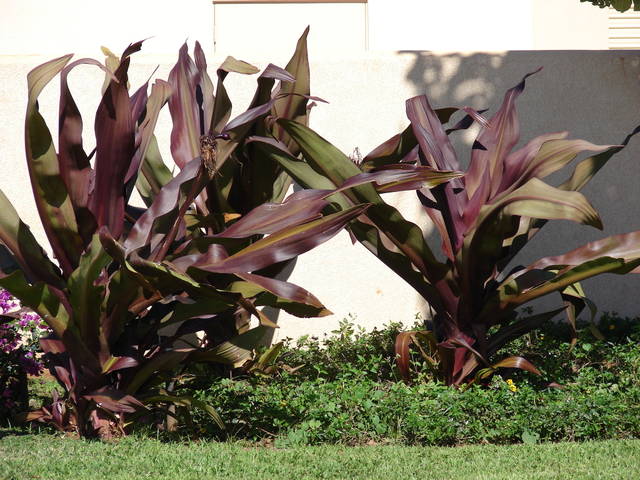 Crinum asiaticum au feuillage pourpre