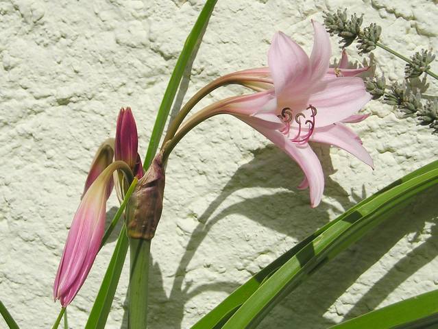 Crinum x powellii (lis du Cap)