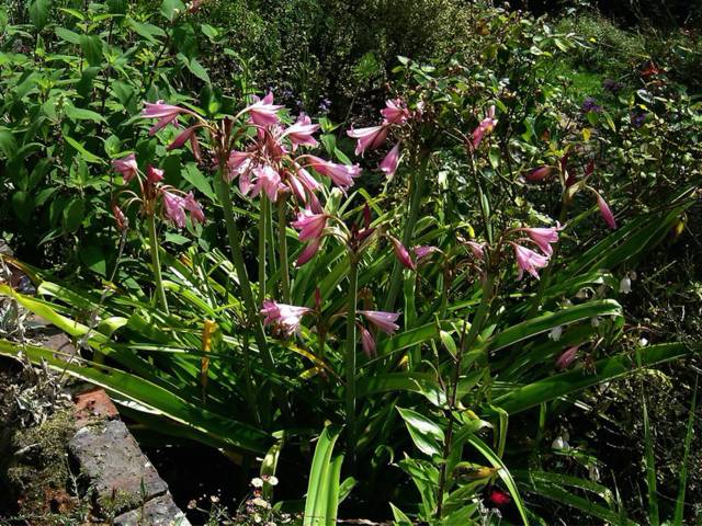 Crinum x powellii