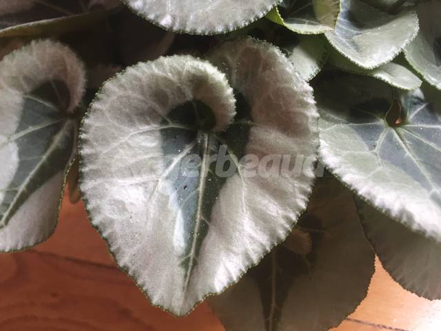 Feuillage argenté et vert foncé du cyclamen Metalis®