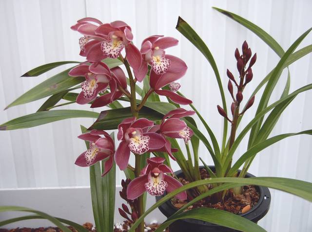 Engrais pour orchidées 25-10-10