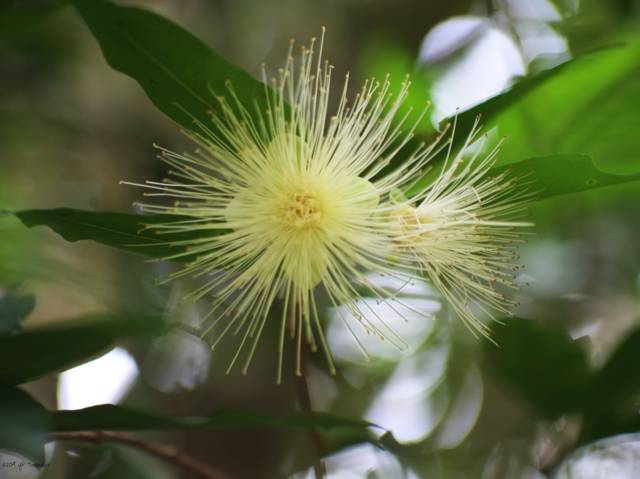 Eugenia myrtifolia