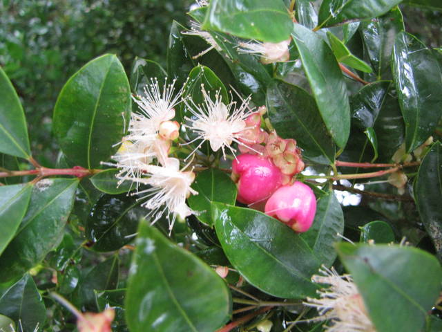 Eugenia myrtifolia : fleurs et fruits