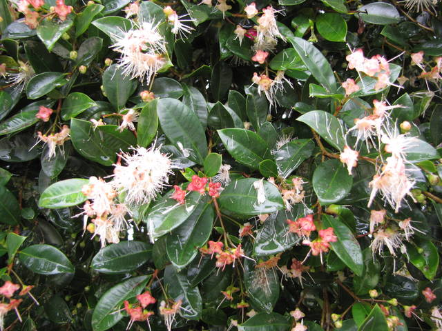 Eugenia myrtifolia : floraison