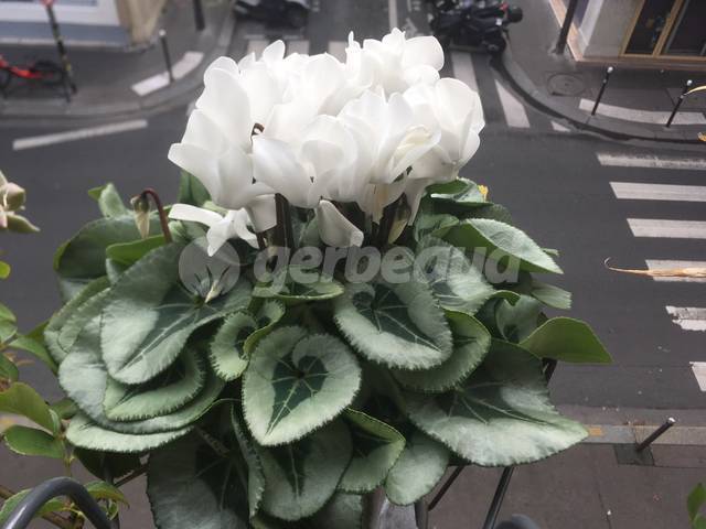 Cyclamen Metalis® en extérieur en hiver (température : 3°C)