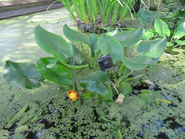Nuphar lutea : feuilles émergées