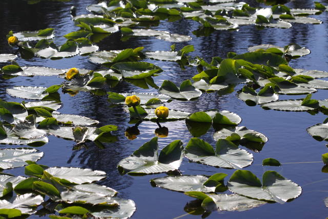 Nénuphar Jaune, Nuphar Lutea : Plantation, Culture