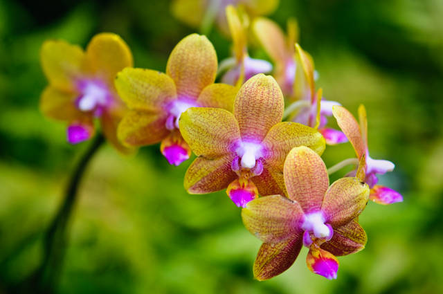 Orchidee : engrais special et fertilisation