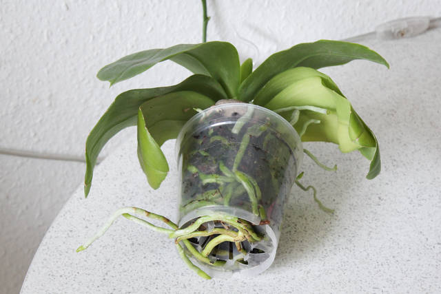 Orchidee : engrais special et fertilisation