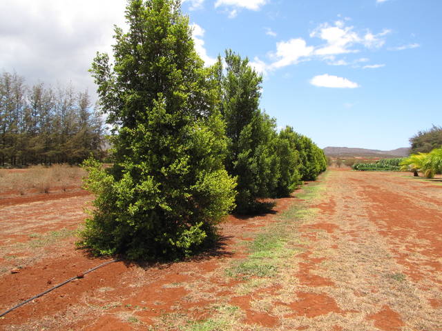 Eugenia myrtifolia : arbustes en pépinière