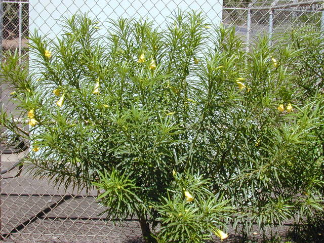 Thevetia peruviana