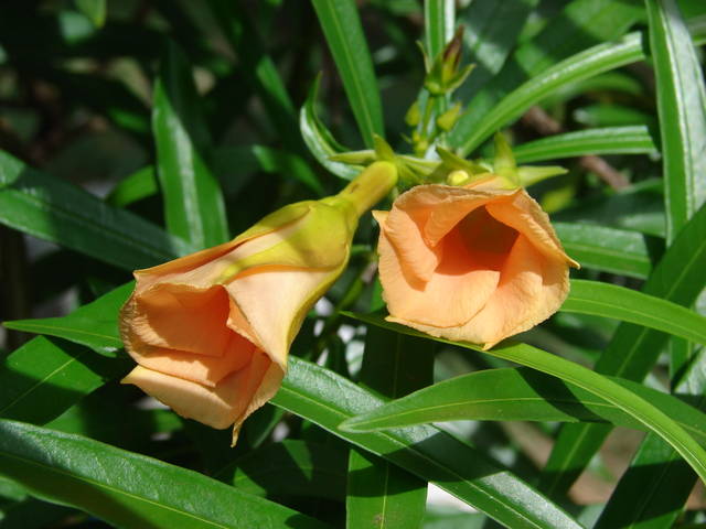 Thevetia peruviana : fleurs oranges