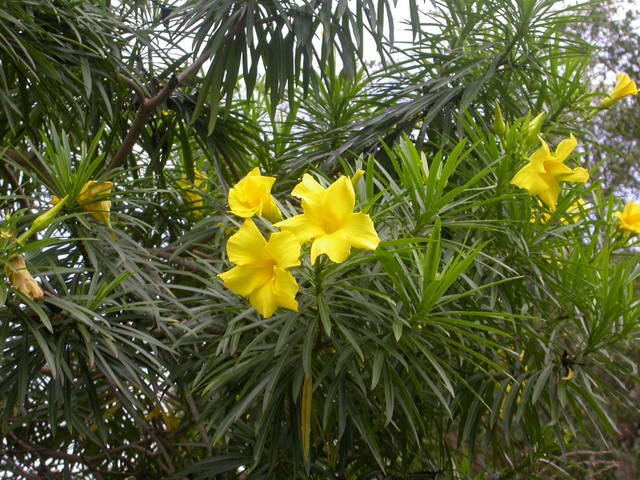 Thevetia peruviana