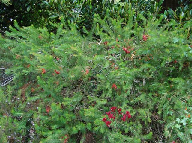 Calothamnus quadrifidus